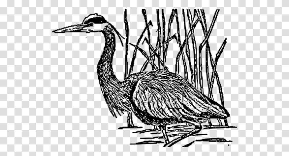 Sea Bird Clipart Crane Bird Herons Sketch, Gray, World Of Warcraft Transparent Png