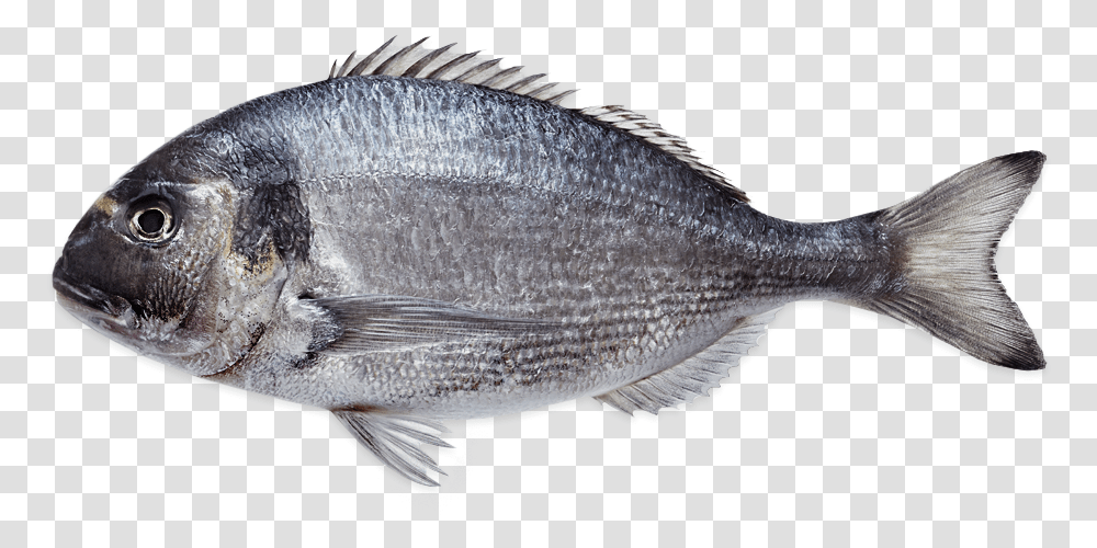 Sea Bream Farmed Sole, Fish, Animal, Sea Life, Perch Transparent Png