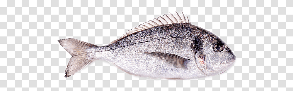 Sea Bream Fresh, Fish, Animal, Sea Life, Tuna Transparent Png