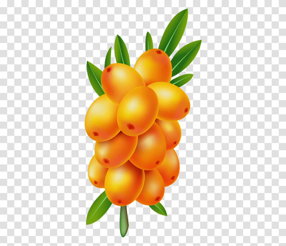 Sea Buckthorn Images Sea Buckthorn Berry Vector, Plant, Fruit, Food, Apricot Transparent Png