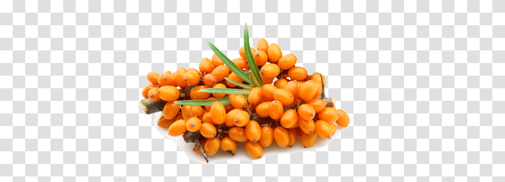 Sea Buckthorn, Nature, Plant, Fruit, Food Transparent Png