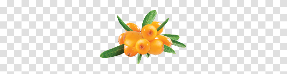 Sea Buckthorn, Nature, Plant, Fruit, Food Transparent Png