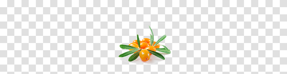 Sea Buckthorn, Nature, Plant, Fruit, Food Transparent Png