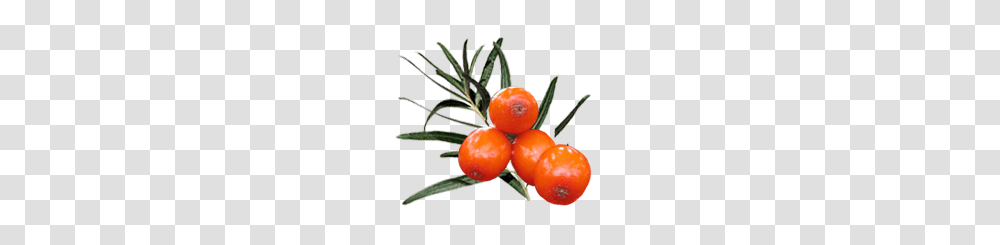 Sea Buckthorn, Nature, Plant, Fruit, Food Transparent Png