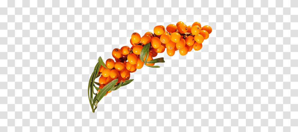 Sea Buckthorn, Nature, Plant, Fruit, Food Transparent Png