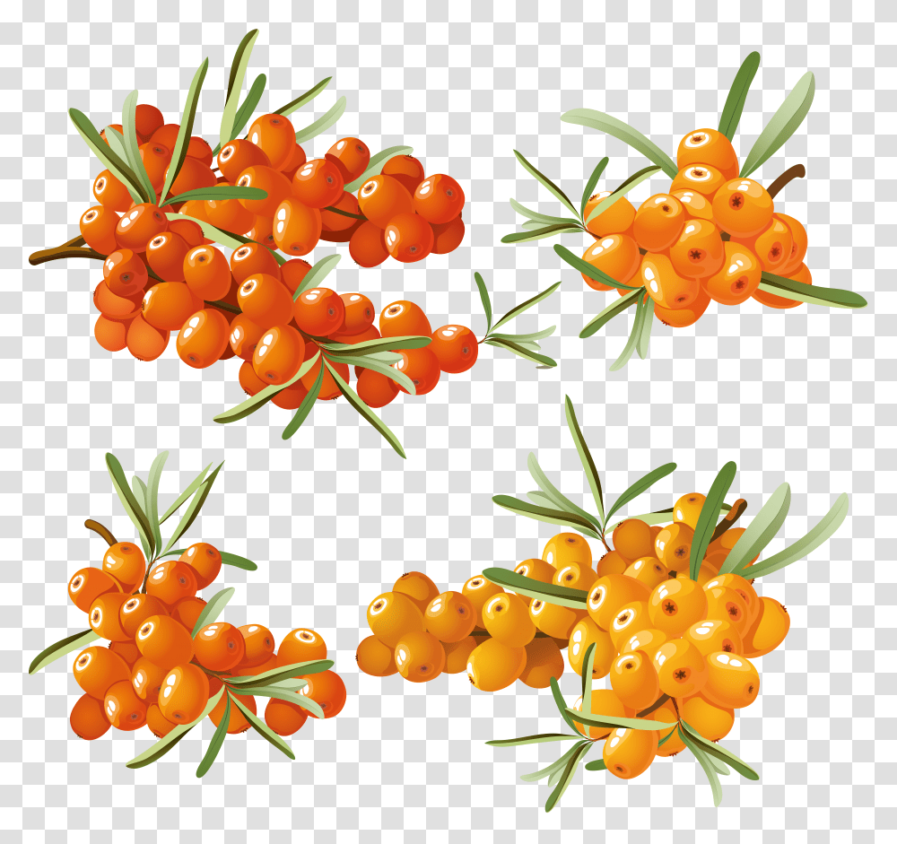 Sea Buckthorn, Nature Transparent Png