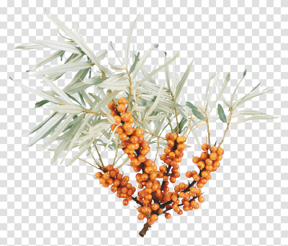 Sea Buckthorn, Nature Transparent Png