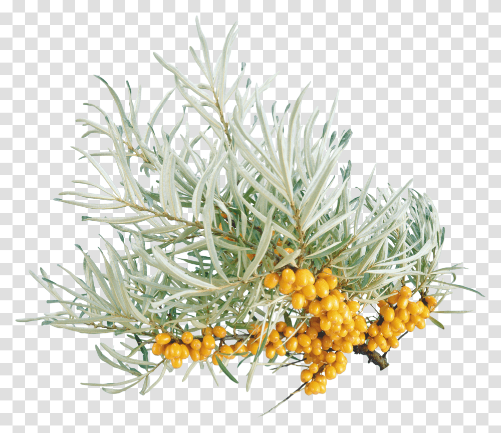 Sea Buckthorn, Nature Transparent Png