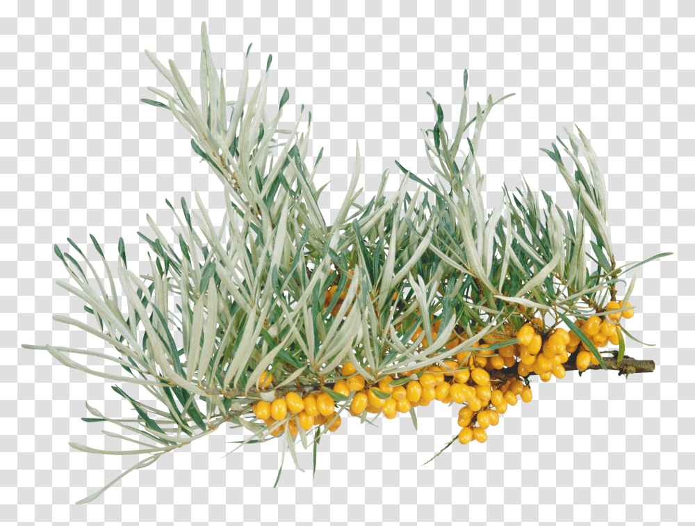 Sea Buckthorn, Nature Transparent Png