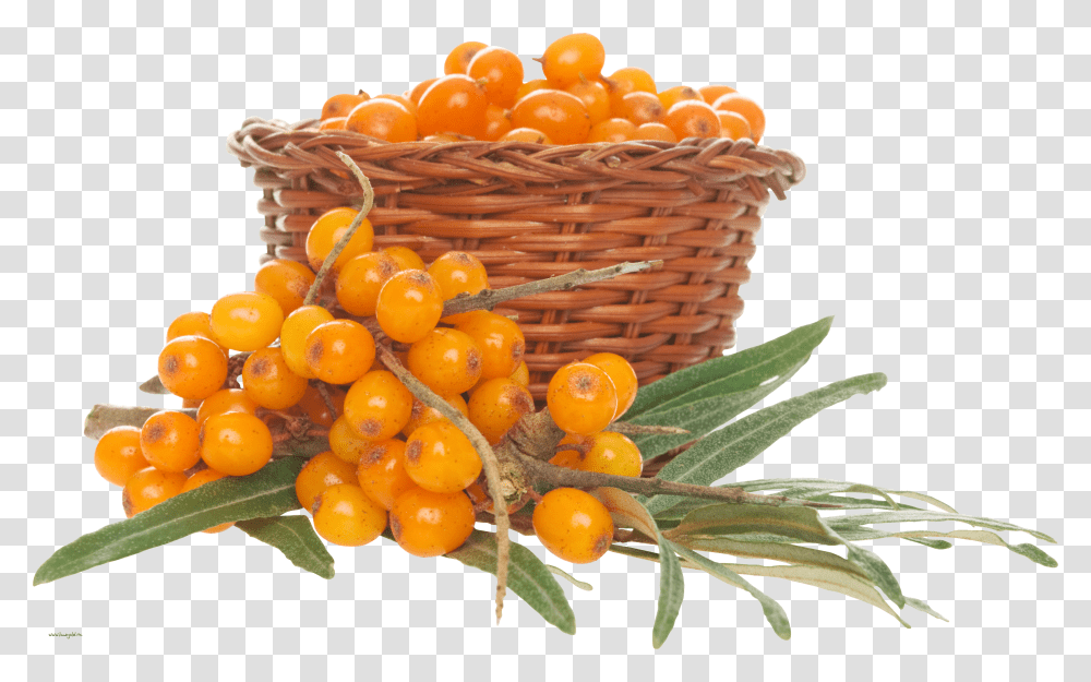 Sea Buckthorn, Nature Transparent Png