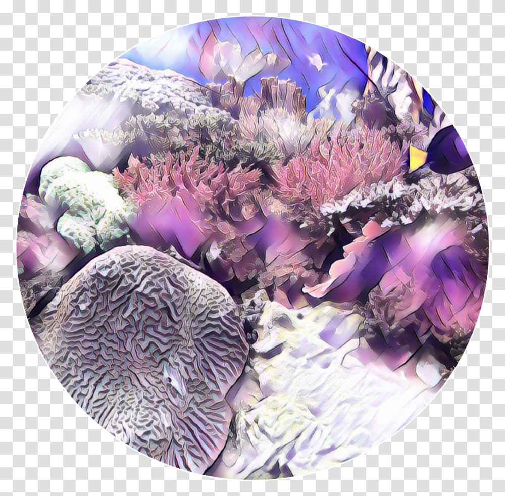 Sea Coral Stony Coral, Crystal, Ornament, Purple, Plant Transparent Png