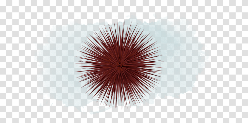 Sea Cucumber And Urchin Sea Urchin, Plant, Flower, Blossom, Silhouette Transparent Png