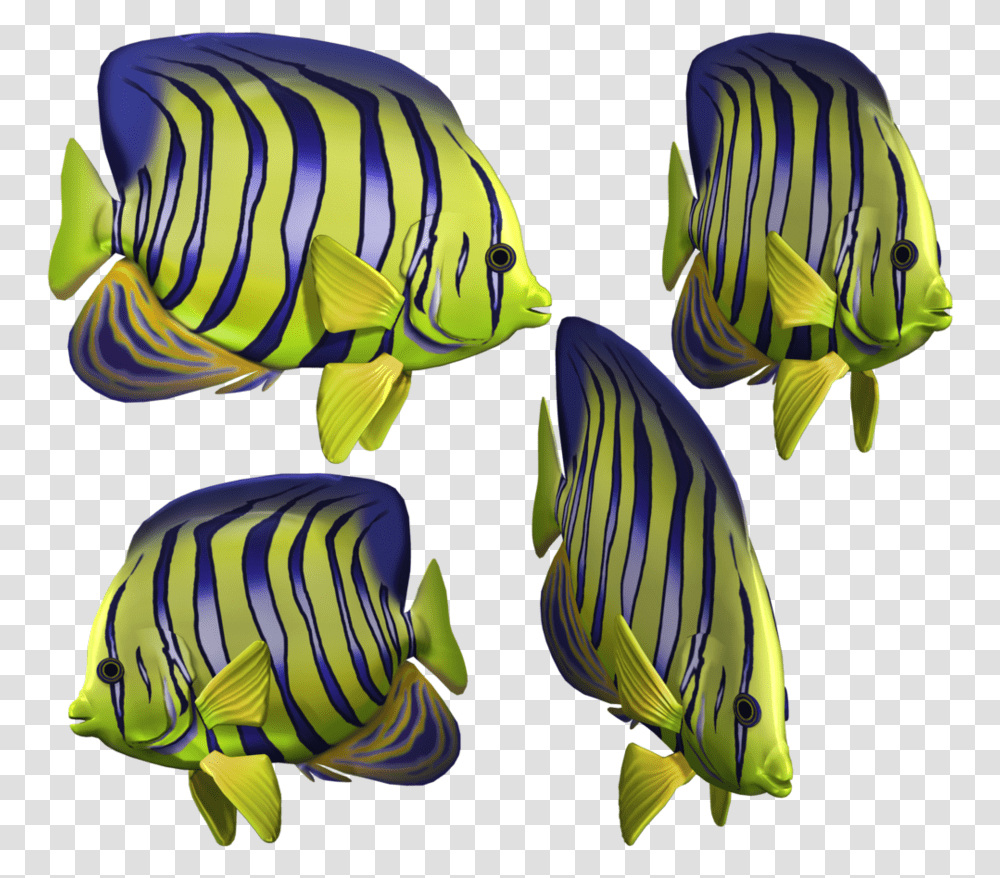 Sea Fish, Angelfish, Sea Life, Animal, Amphiprion Transparent Png