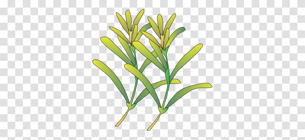 Sea Grass Clipart Vector, Plant, Flower, Blossom, Tree Transparent Png