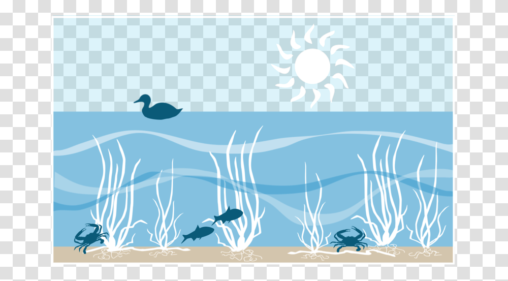 Sea Grass, Nature, Outdoors, Water, Animal Transparent Png