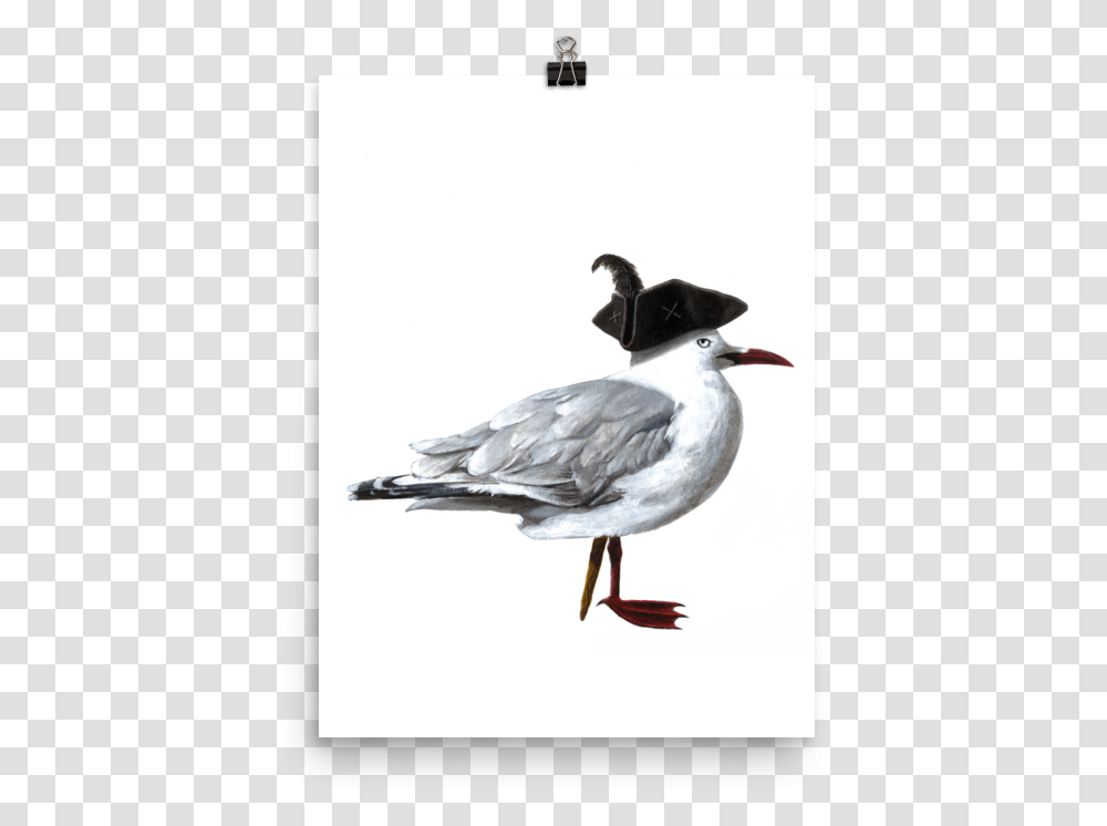Sea Gull Duck, Bird, Animal, Seagull, Beak Transparent Png