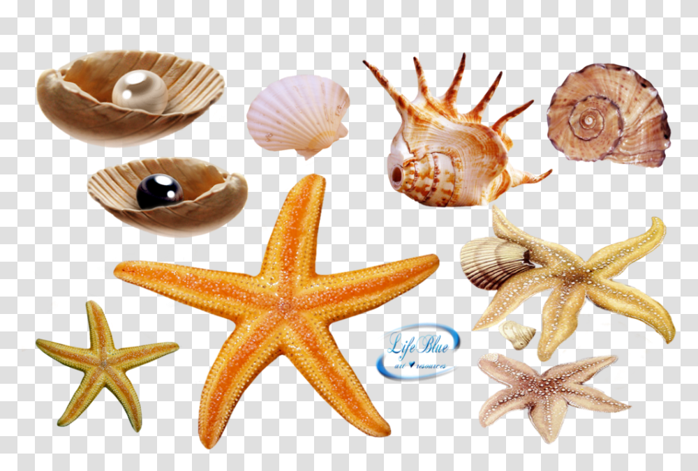 Sea Life Real Sea Creatures, Animal, Invertebrate, Seashell, Clam Transparent Png