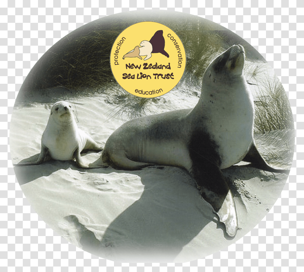Sea Lion California Sea Lion, Mammal, Sea Life, Animal, Seal Transparent Png