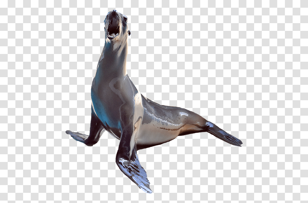 Sea Lion Cut Out, Bird, Animal, Mammal, Sea Life Transparent Png