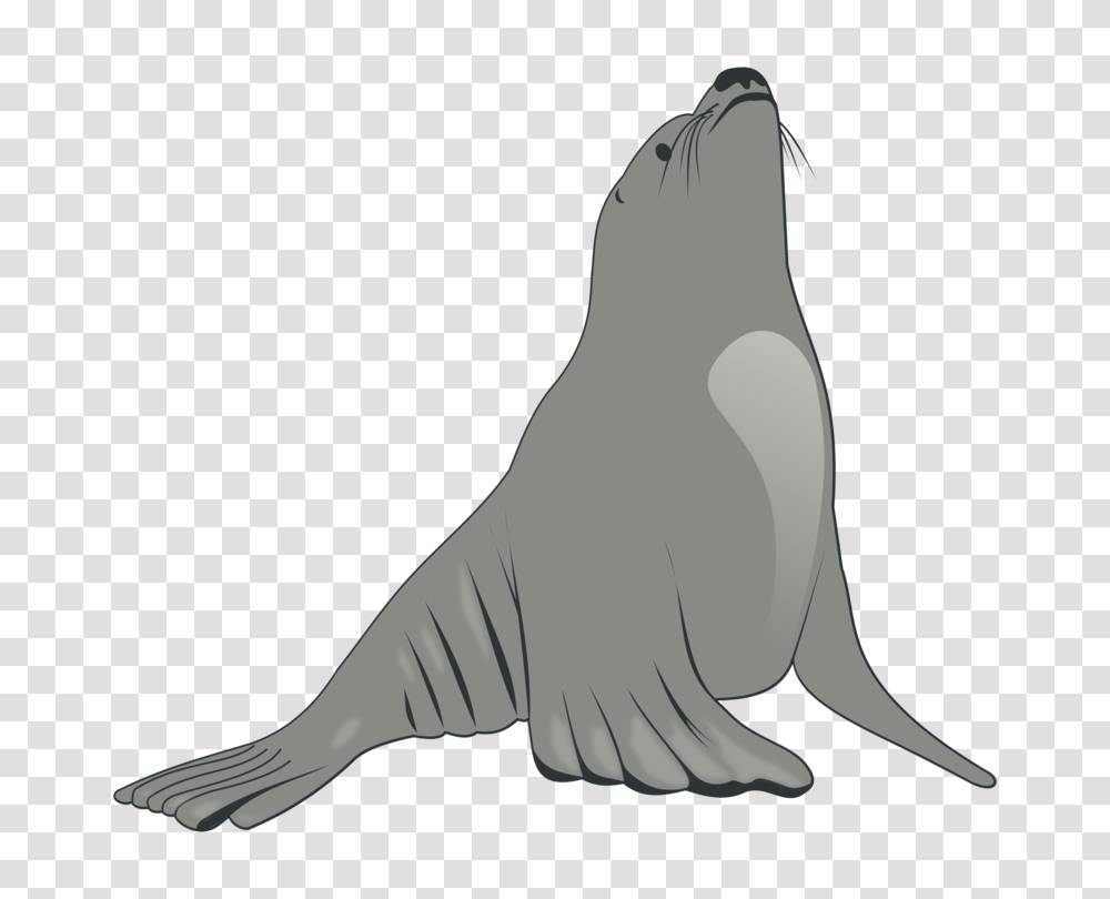 Sea Lion Earless Seal Drawing Cartoon, Animal, Mammal, Sea Life Transparent Png