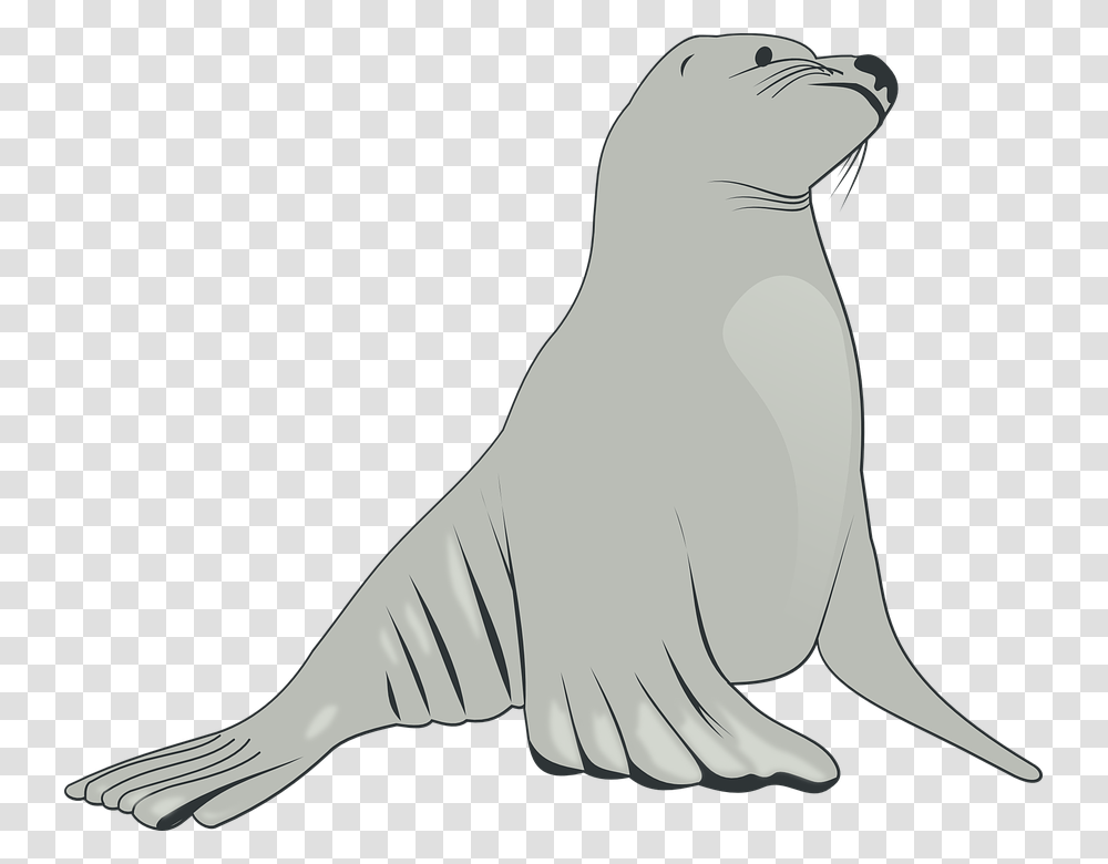 Sea Lion Mammals Sea Creatures Animals Life Sea Lion Clipart, Sea Life, Seal, Bird Transparent Png