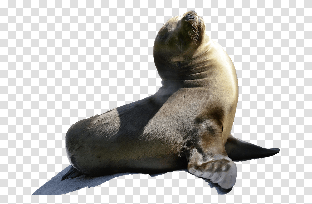 Sea Lion Robbe Baby, Mammal, Sea Life, Animal, Seal Transparent Png
