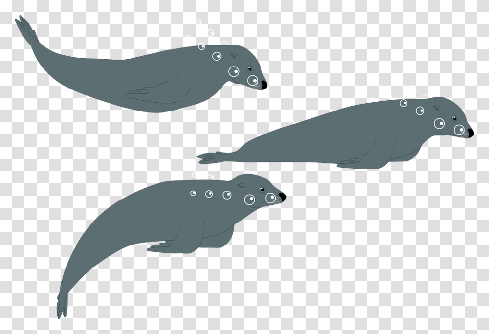 Sea Lion Seal Water Free Vector Graphic On Pixabay Fin, Mammal, Animal, Fish, Sea Life Transparent Png