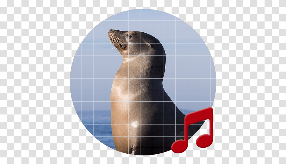 Sea Lion Sounds Sboardpro - Applications Sur Google Play California Sea Lion, Mammal, Sea Life, Animal, Panther Transparent Png