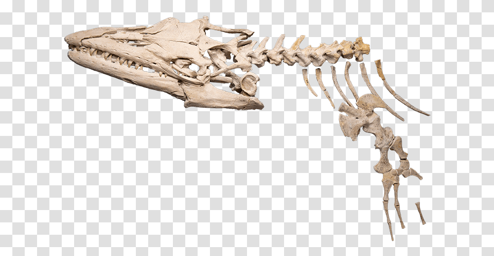 Sea Monster A Skeleton Of A Mosasaur Rib, Fossil Transparent Png