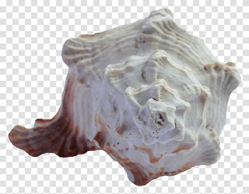 Sea Ocean Shell, Conch, Seashell, Invertebrate, Sea Life Transparent Png