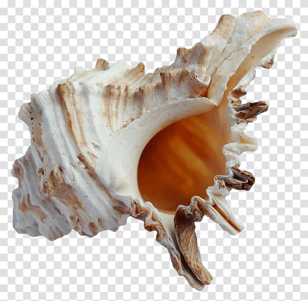 Sea Ocean Shell Image For Free Download Beach Shell, Fungus, Conch, Seashell, Invertebrate Transparent Png