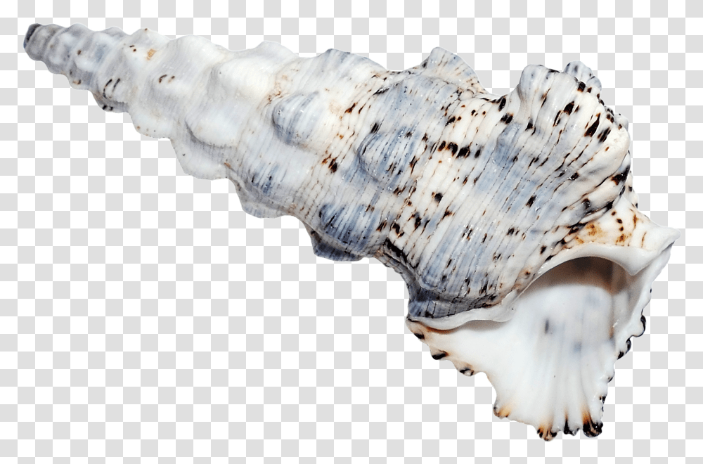 Sea Ocean Shell Image, Seashell, Invertebrate, Sea Life, Animal Transparent Png