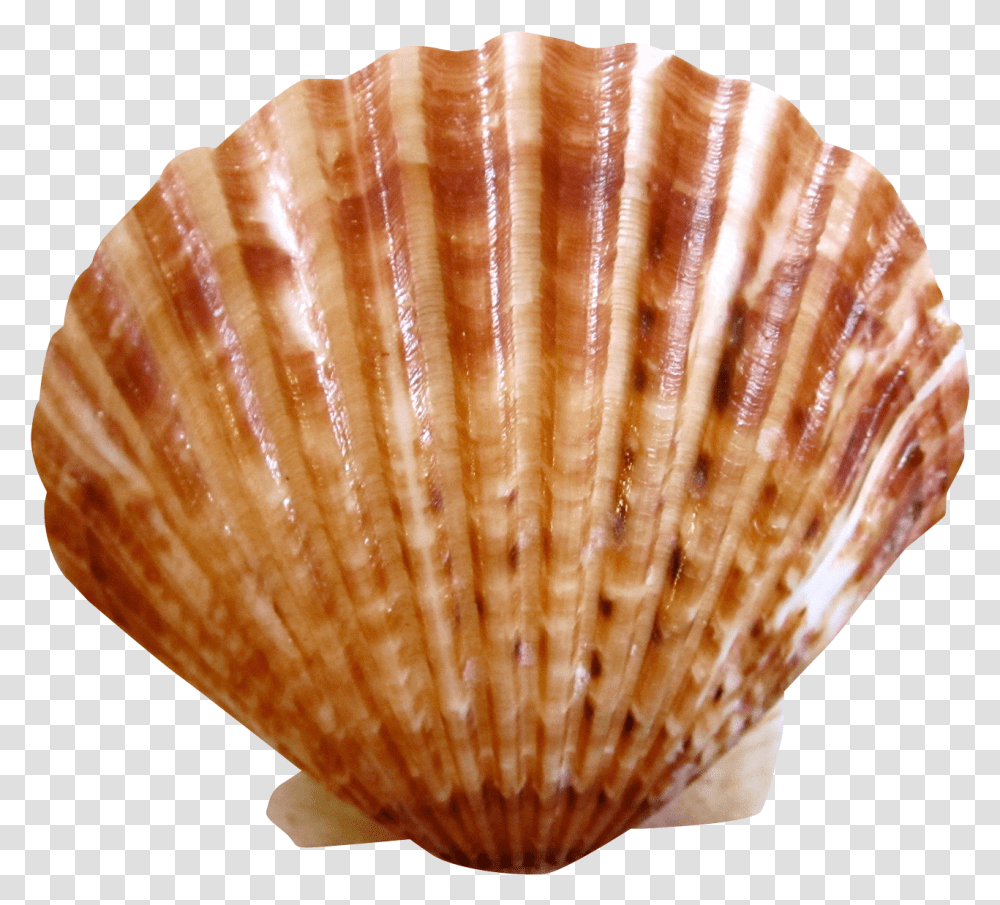 Sea Ocean Shell Sea Shell, Bread, Food, Clam, Seashell Transparent Png