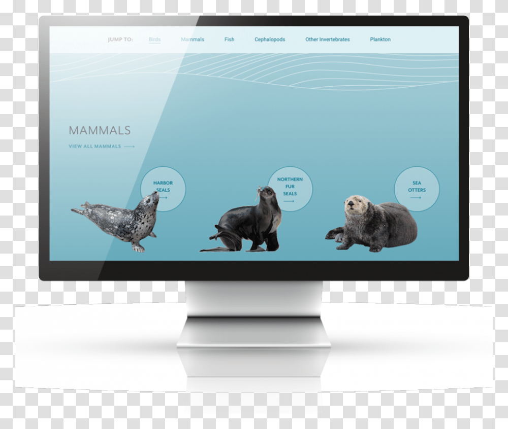 Sea Otter, Monitor, Screen, Electronics, Display Transparent Png