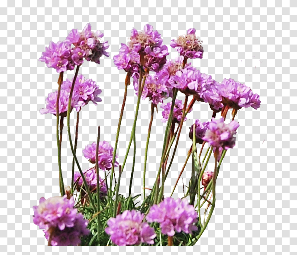 Sea Plant, Flower, Blossom, Flower Arrangement, Geranium Transparent Png
