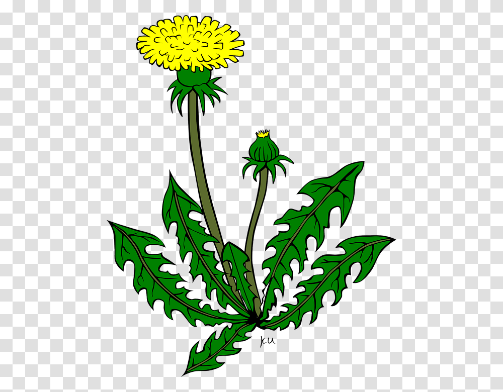 Sea Plants Cliparts 15 Buy Clip Art Dandelion Clip Art, Flower, Blossom, Thistle, Sunflower Transparent Png