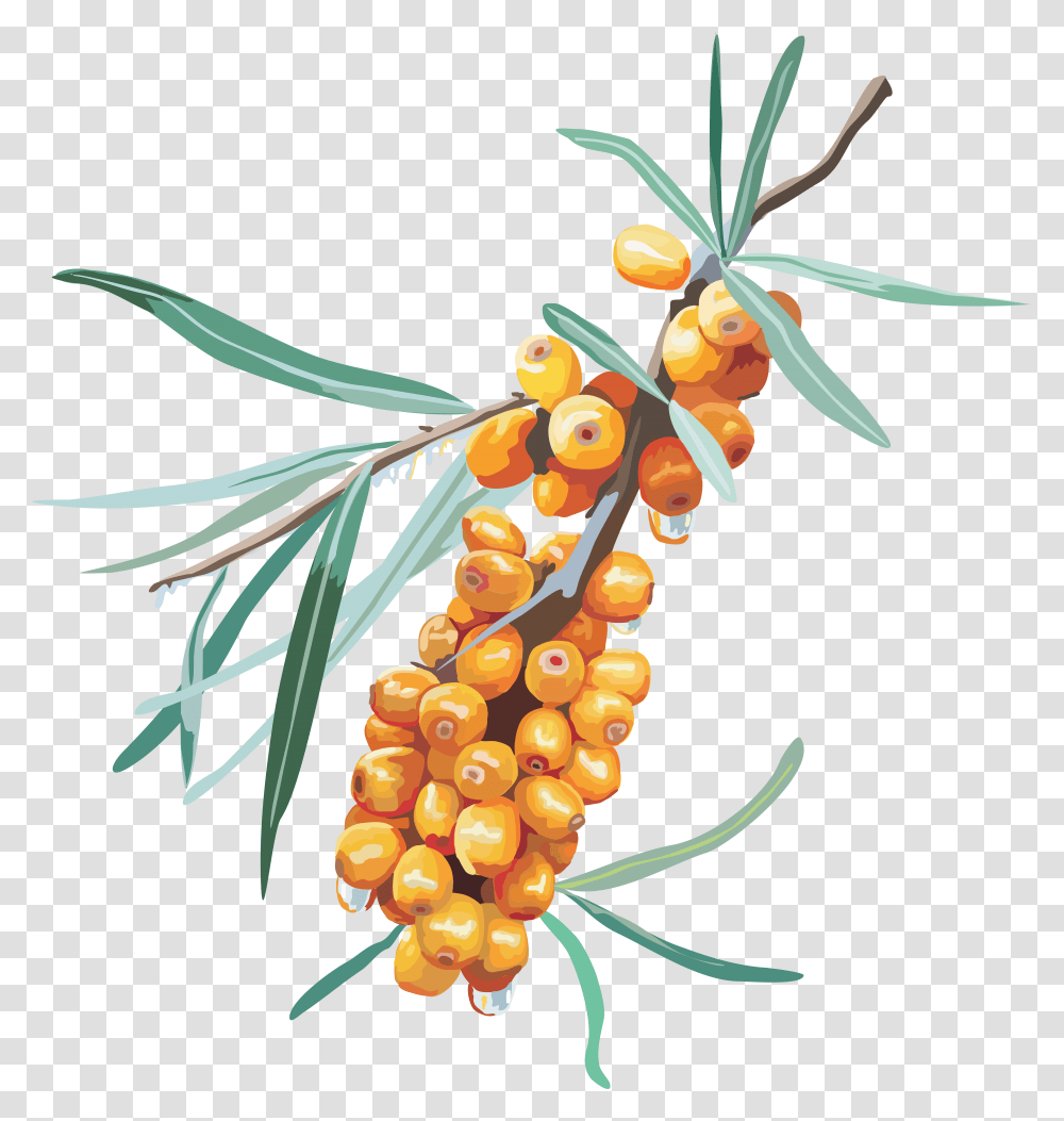 Sea Plants, Fruit, Food, Tree, Grapes Transparent Png