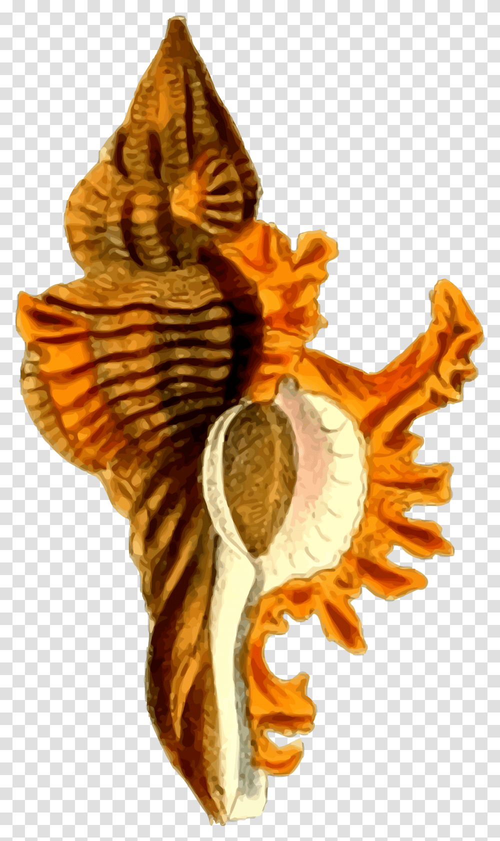 Sea Shell 29 Clip Arts Image Sea Shells Hd, Sea Life, Animal, Mammal, Seahorse Transparent Png