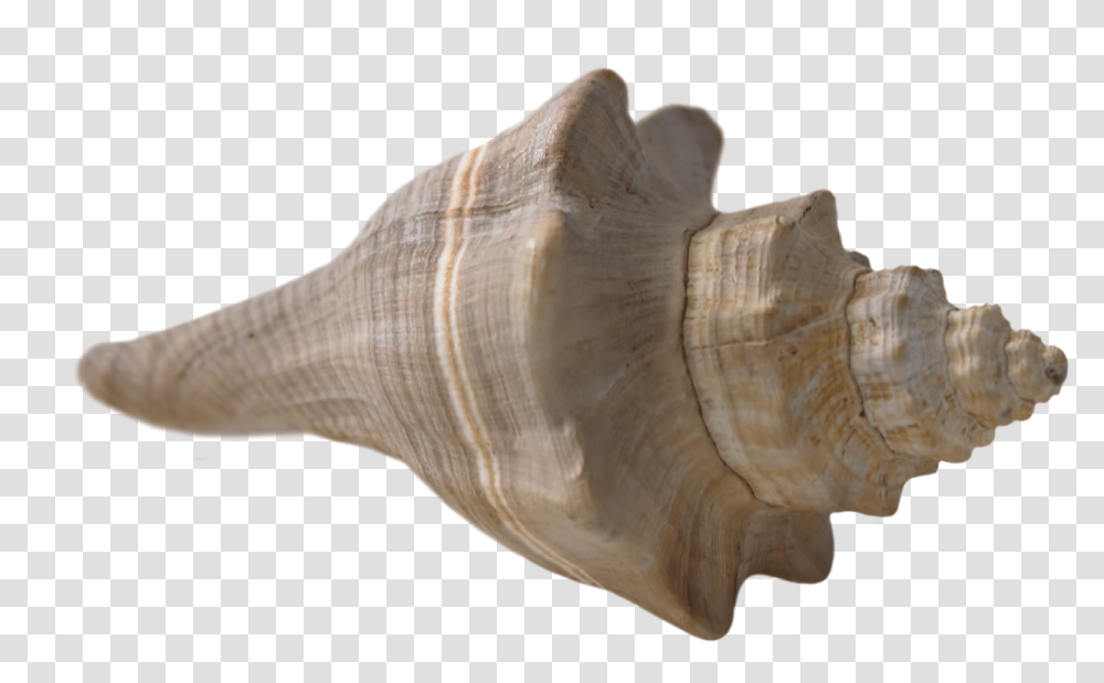 Sea Shell Beach Pngs With Backgrounds, Conch, Seashell, Invertebrate, Sea Life Transparent Png
