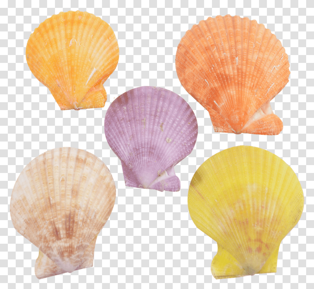 Sea Shell Conchology, Clam, Seashell, Invertebrate, Sea Life Transparent Png