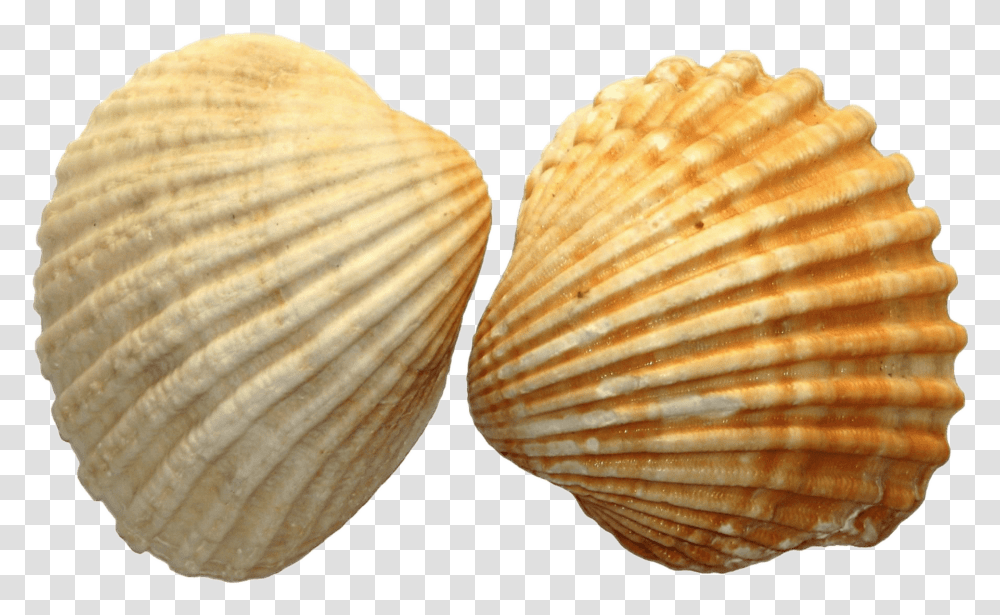 Sea Shell Duo Sea Shells, Clam, Seashell, Invertebrate, Sea Life Transparent Png