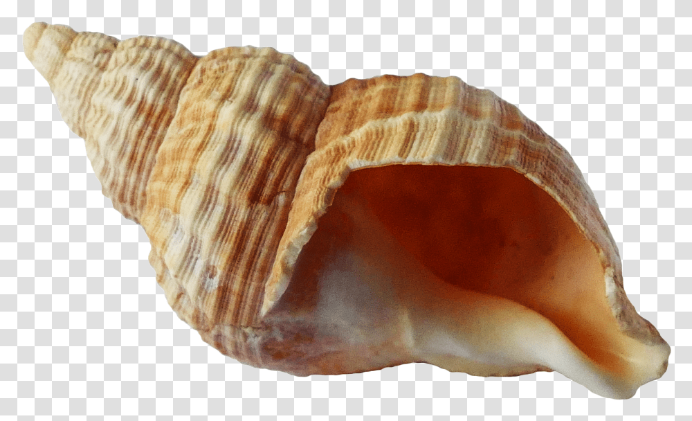 Sea Shell Image Background Seashell, Conch, Invertebrate, Sea Life, Animal Transparent Png