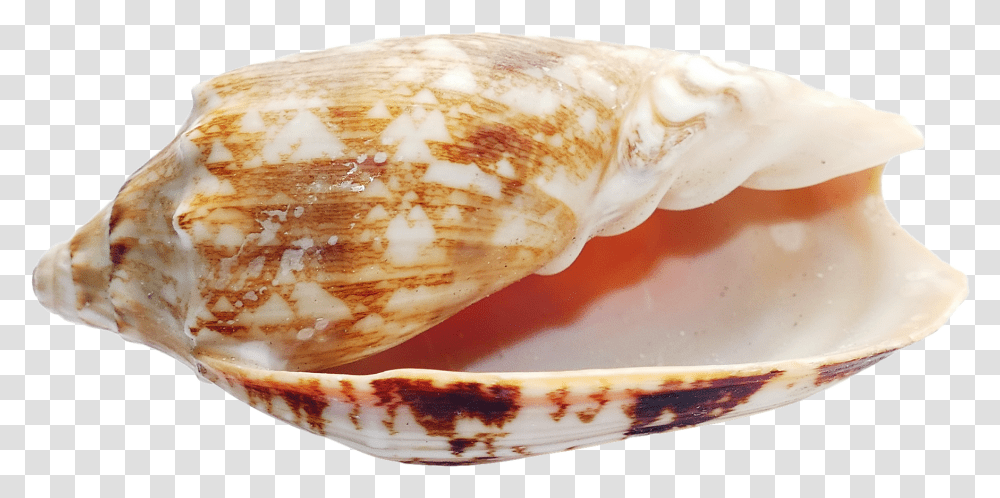 Sea Shell Image Seashell, Conch, Invertebrate, Sea Life, Animal Transparent Png