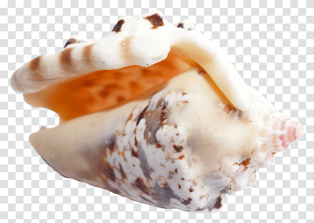 Sea Shell Image Portable Network Graphics, Cream, Dessert, Food, Creme Transparent Png