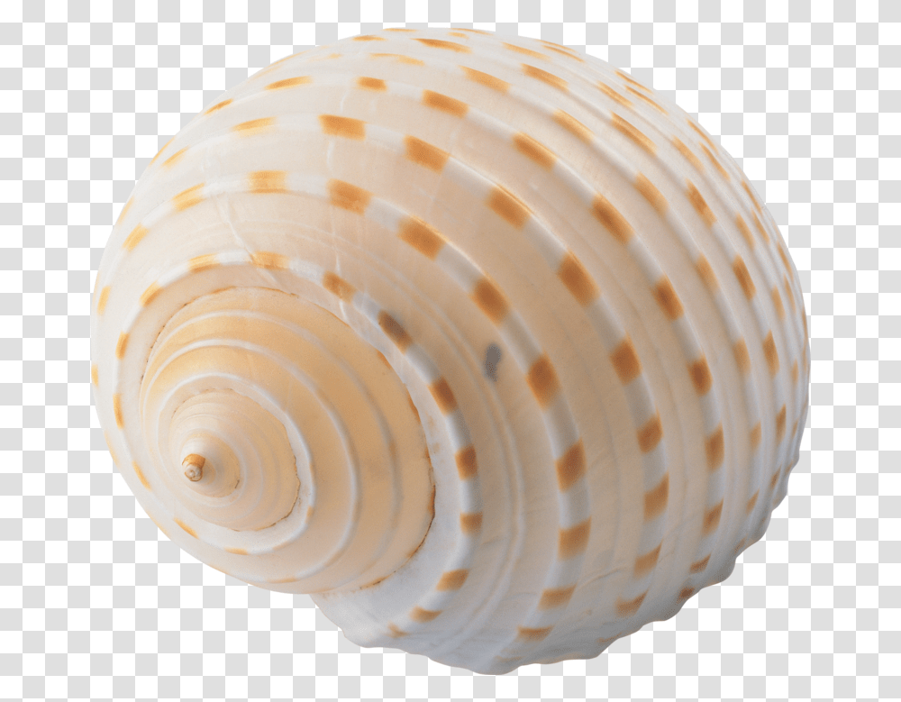 Sea Shell No Background, Sea Life, Animal, Seashell, Invertebrate Transparent Png