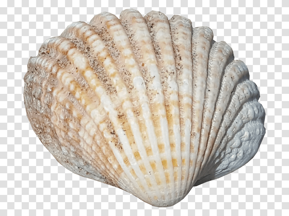 Sea Shell No Background Seaside Image Sea Shells No Background, Clam, Seashell, Invertebrate, Sea Life Transparent Png