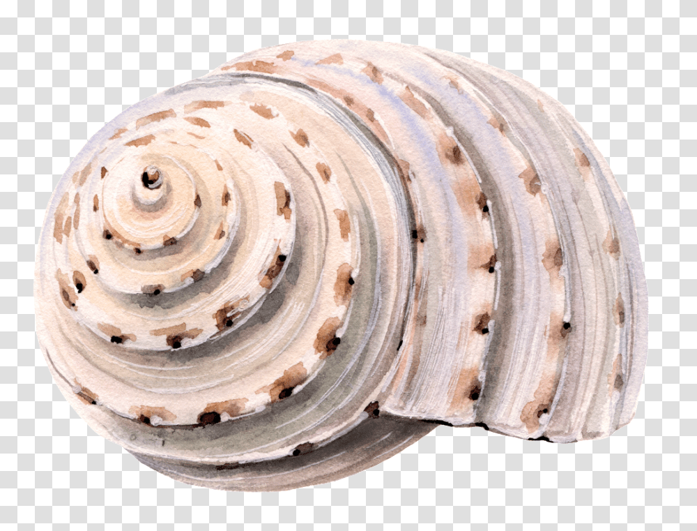 Sea Shell Seashell, Fungus, Sea Life, Animal, Invertebrate Transparent Png