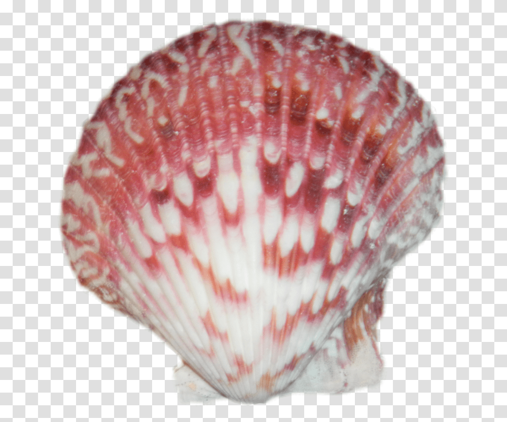 Sea Shell, Seashell, Invertebrate, Sea Life, Animal Transparent Png