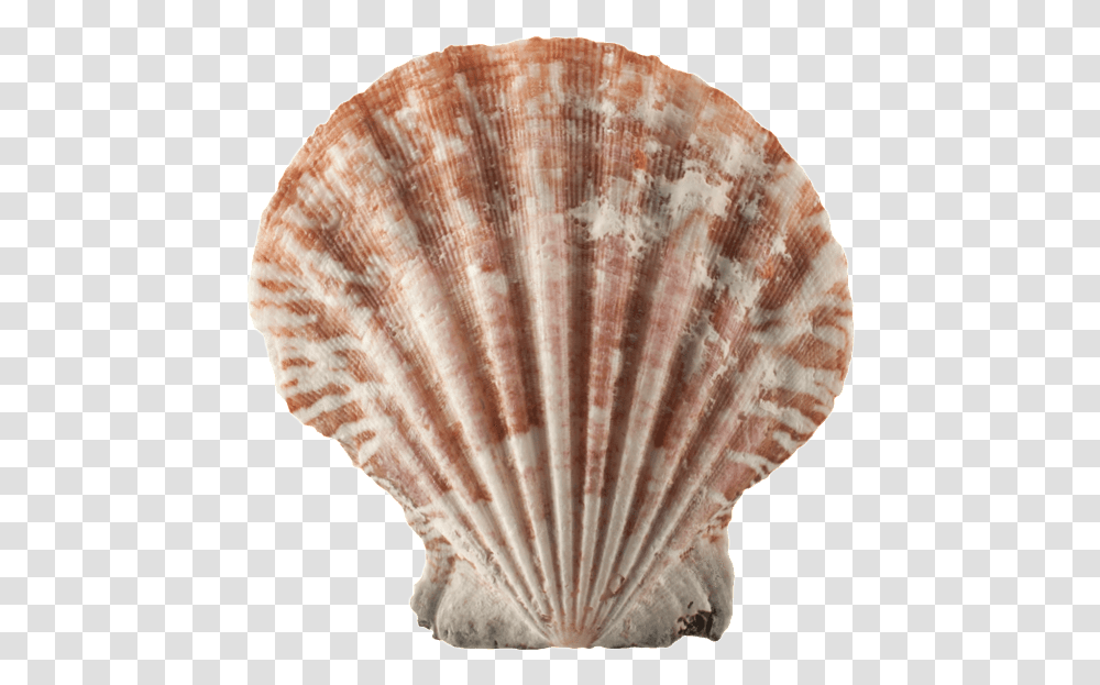 Sea Shells, Fungus, Clam, Seashell, Invertebrate Transparent Png