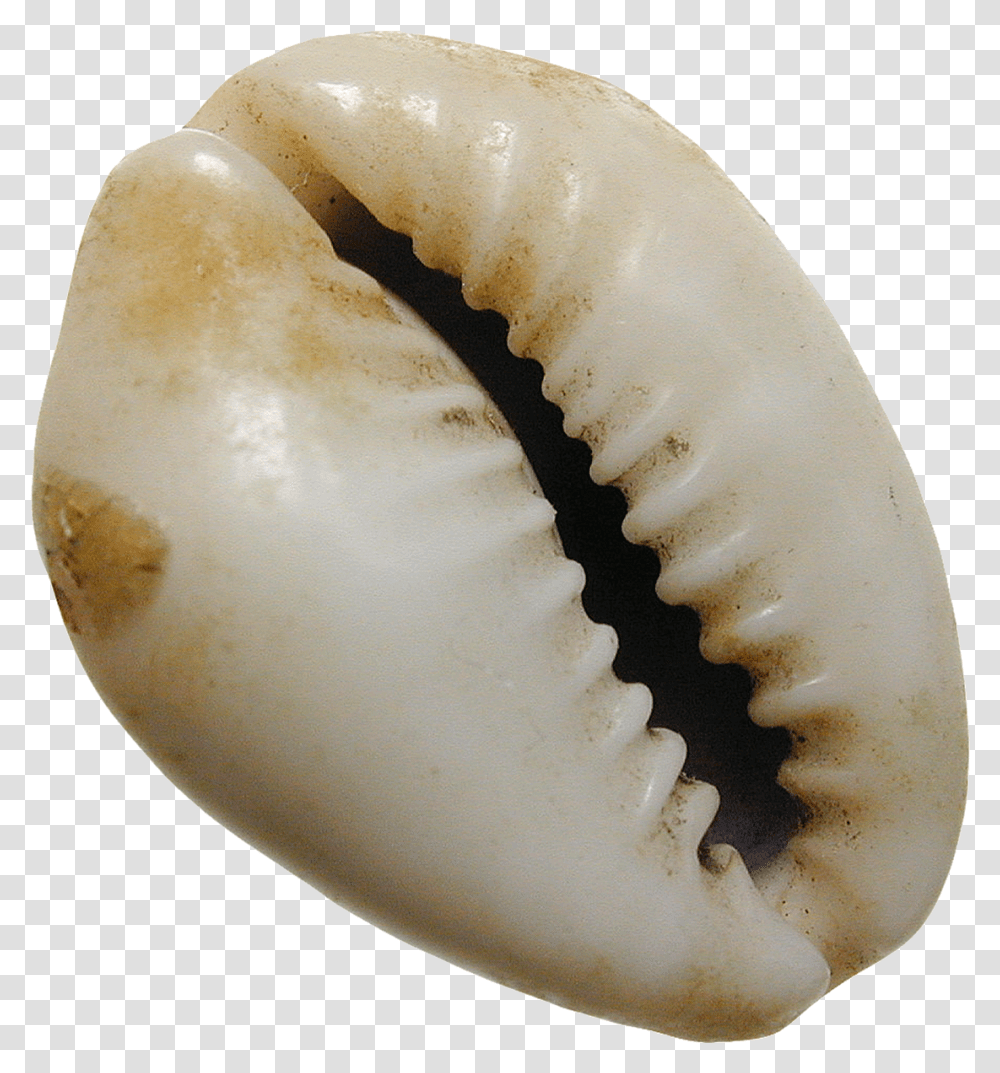 Sea Shells, Seashell, Invertebrate, Sea Life, Animal Transparent Png